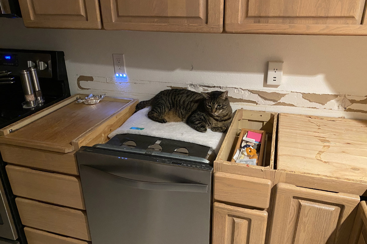 Jake on top of the dishwasher.