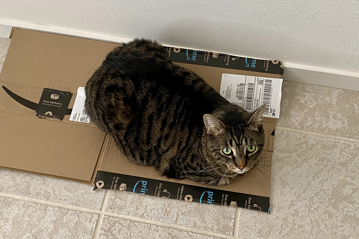 Jake laying on a flattened box.