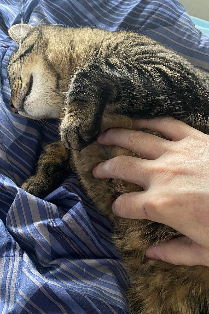 Jake looking cute while getting petted in bed.