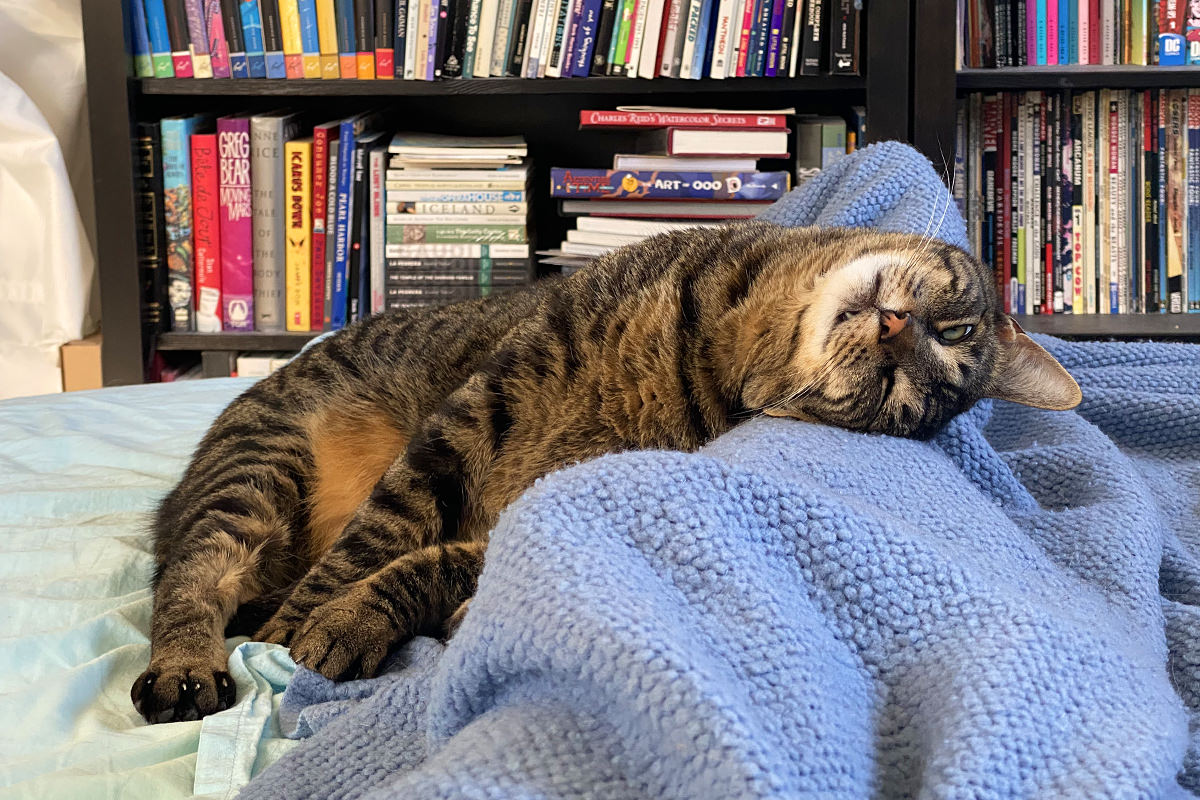 Blogography × Caturday 163