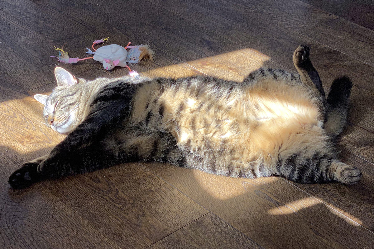 Jake laying in a sunbeam.