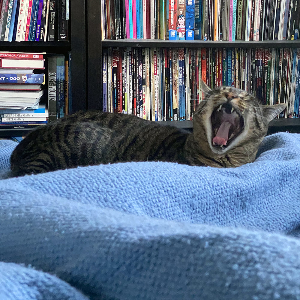 Jake at the foot of my bed yawning.