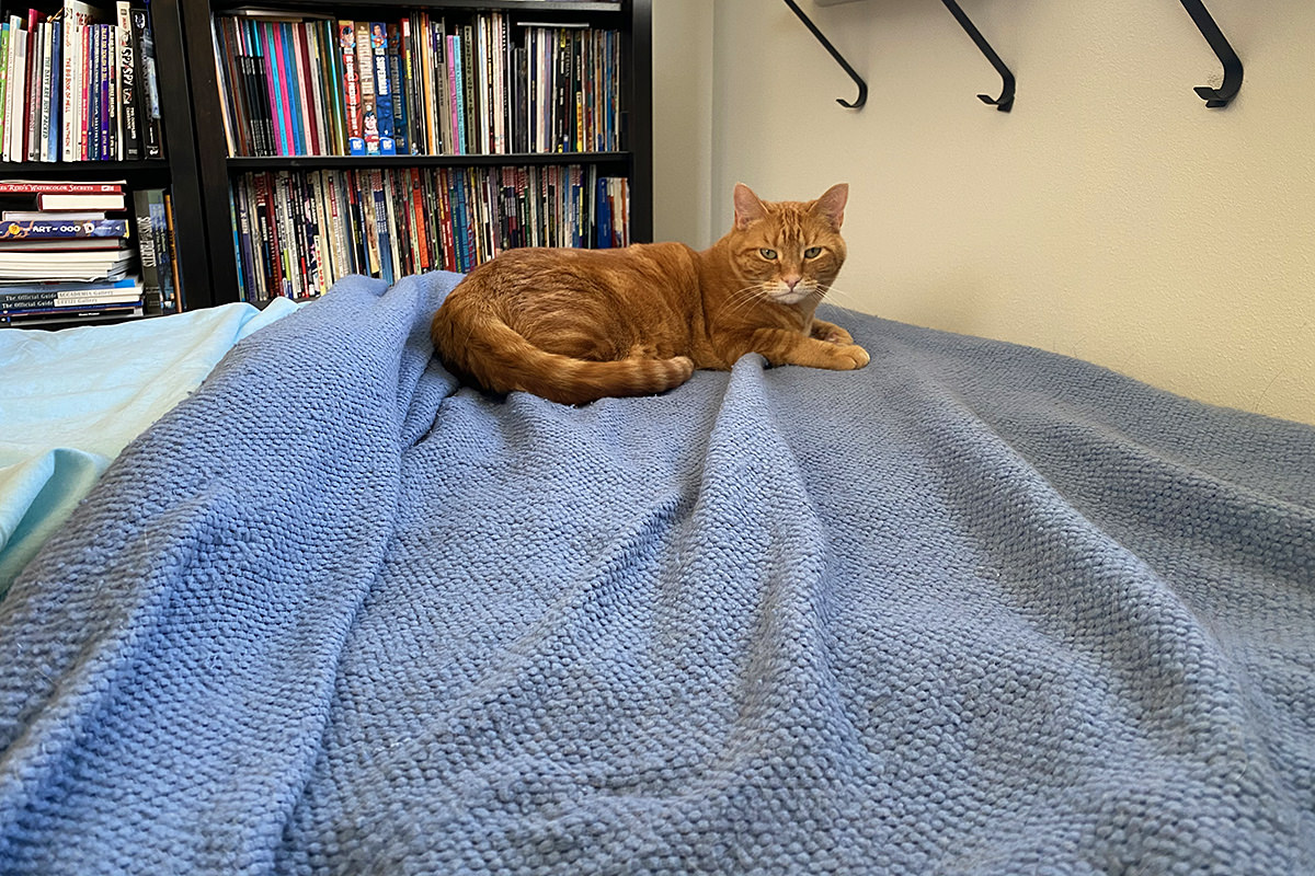 Jenny at the end of the bed, glaring at me.