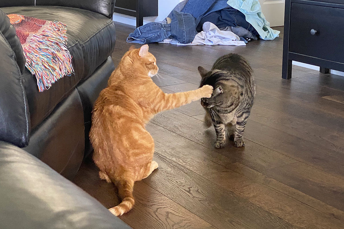 Jenny pushing Jake away with her paw.