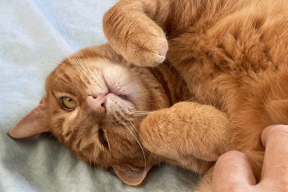 Jenny flopped over and expecting belly rubs.