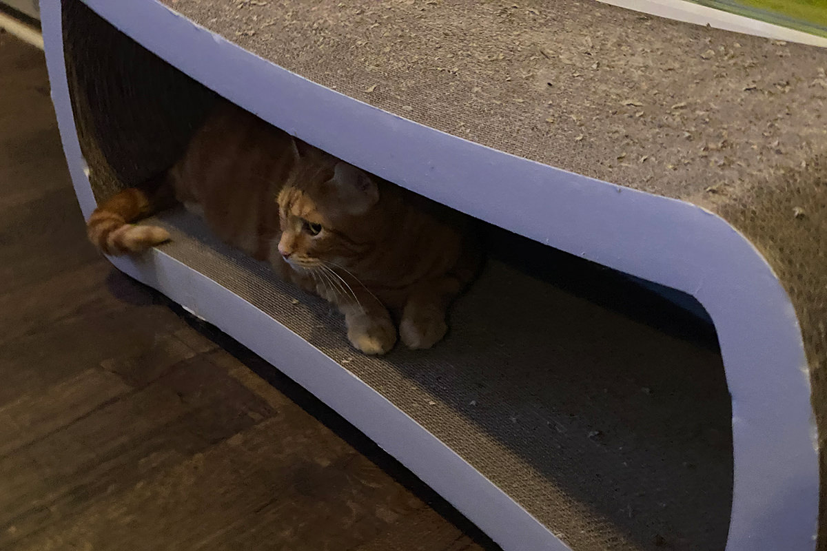 Jenny hiding in the cat scratcher lounger.