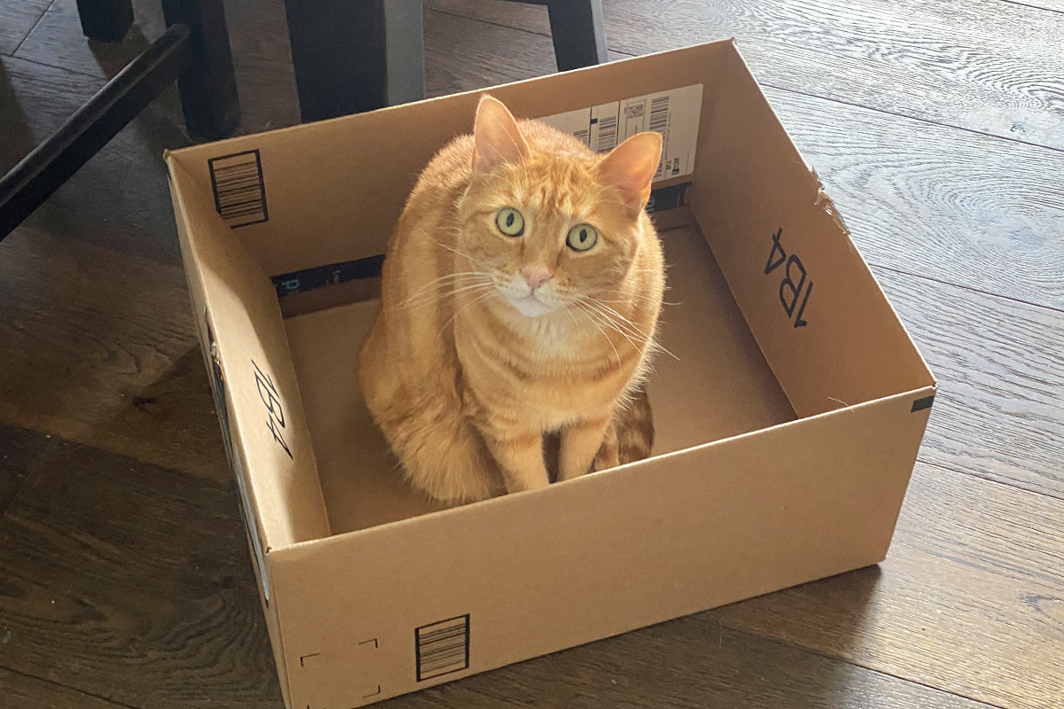 Jenny sitting in a cardboard box.