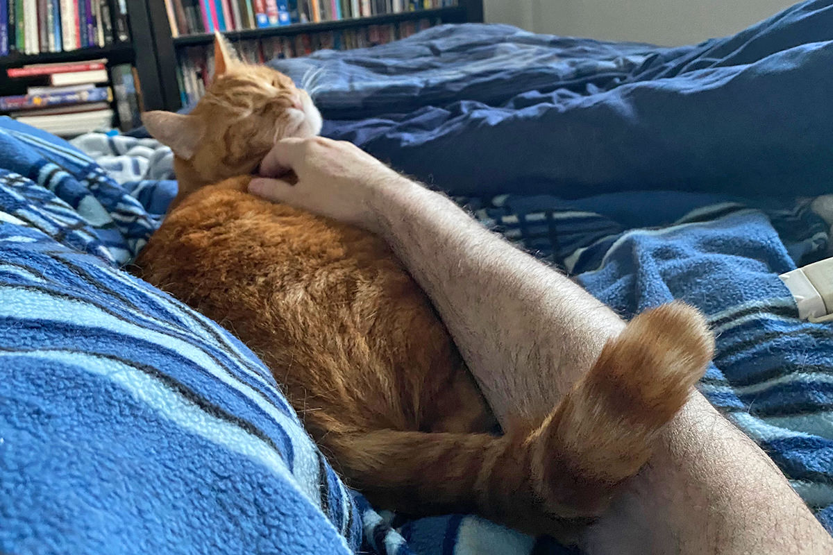 Jenny getting chin scratches in bed.