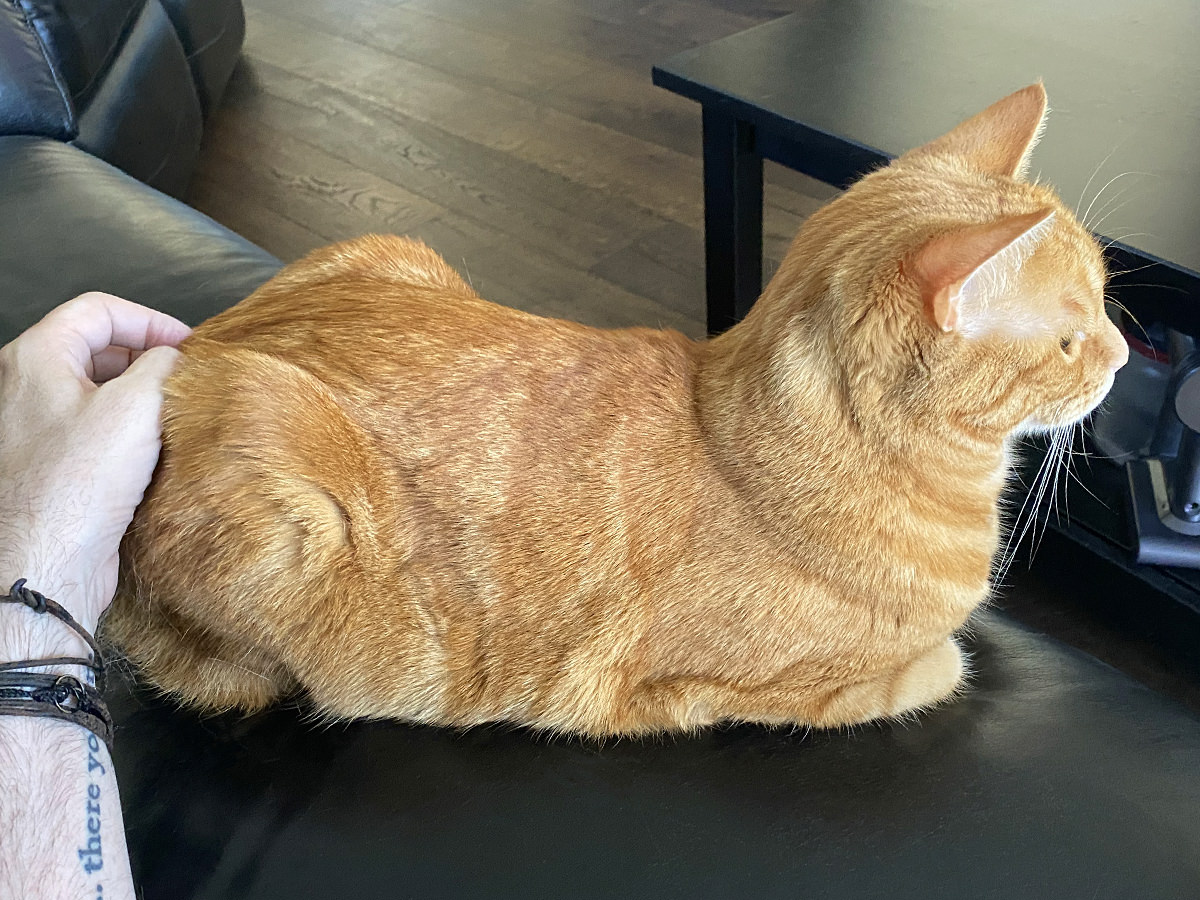 Jenny sitting like a little loaf of bread next to me on the couch while I give her butt scratches.