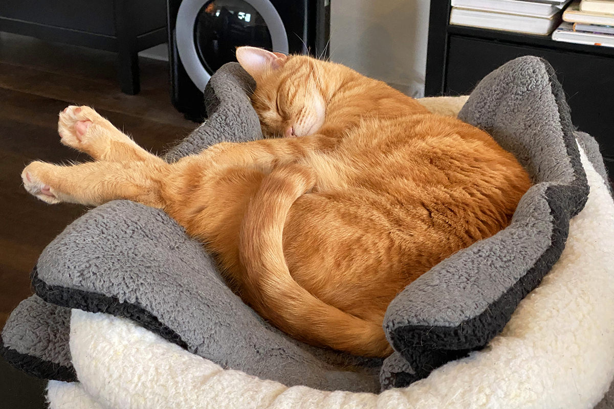 Jenny laying in the indent from stacked kitty beds with her legs kicked out, looking all content and happy.