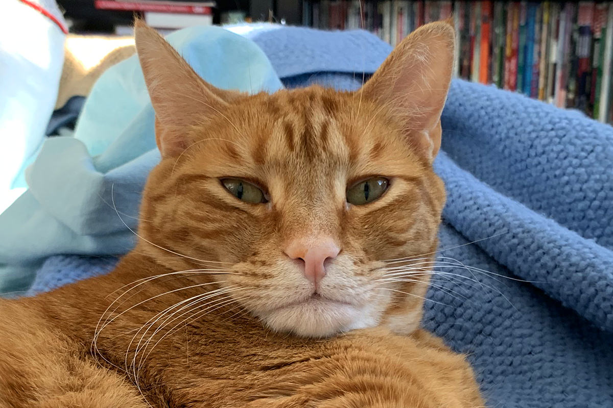 Jenny giving me a death-stare on my own bed after having been awakened.