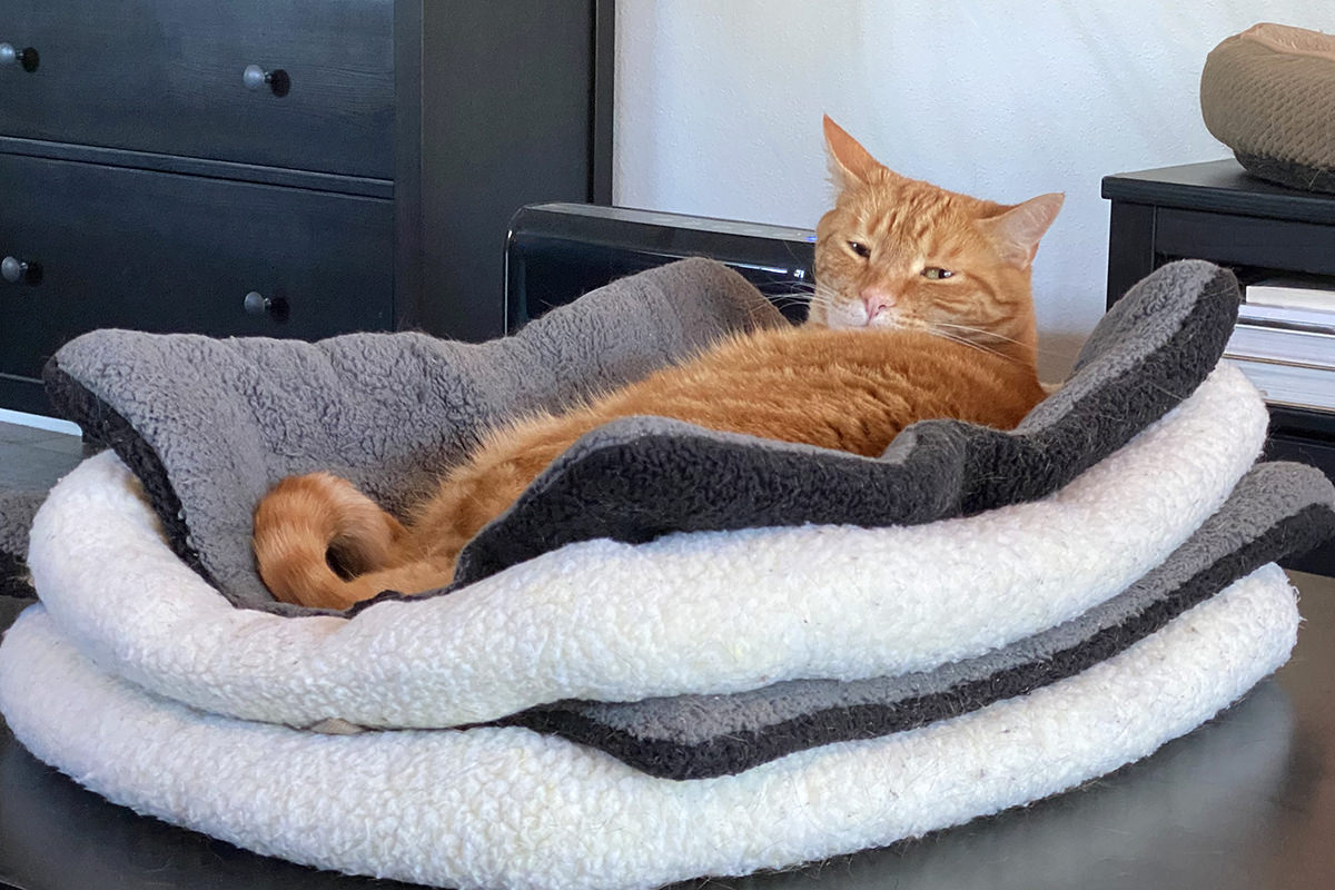 Jenny waking up from her double-stacked kitty bed looking grumpy.