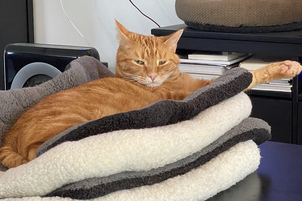 Jenny from a different angle in her double-stacked kitty bed looking grumpy.