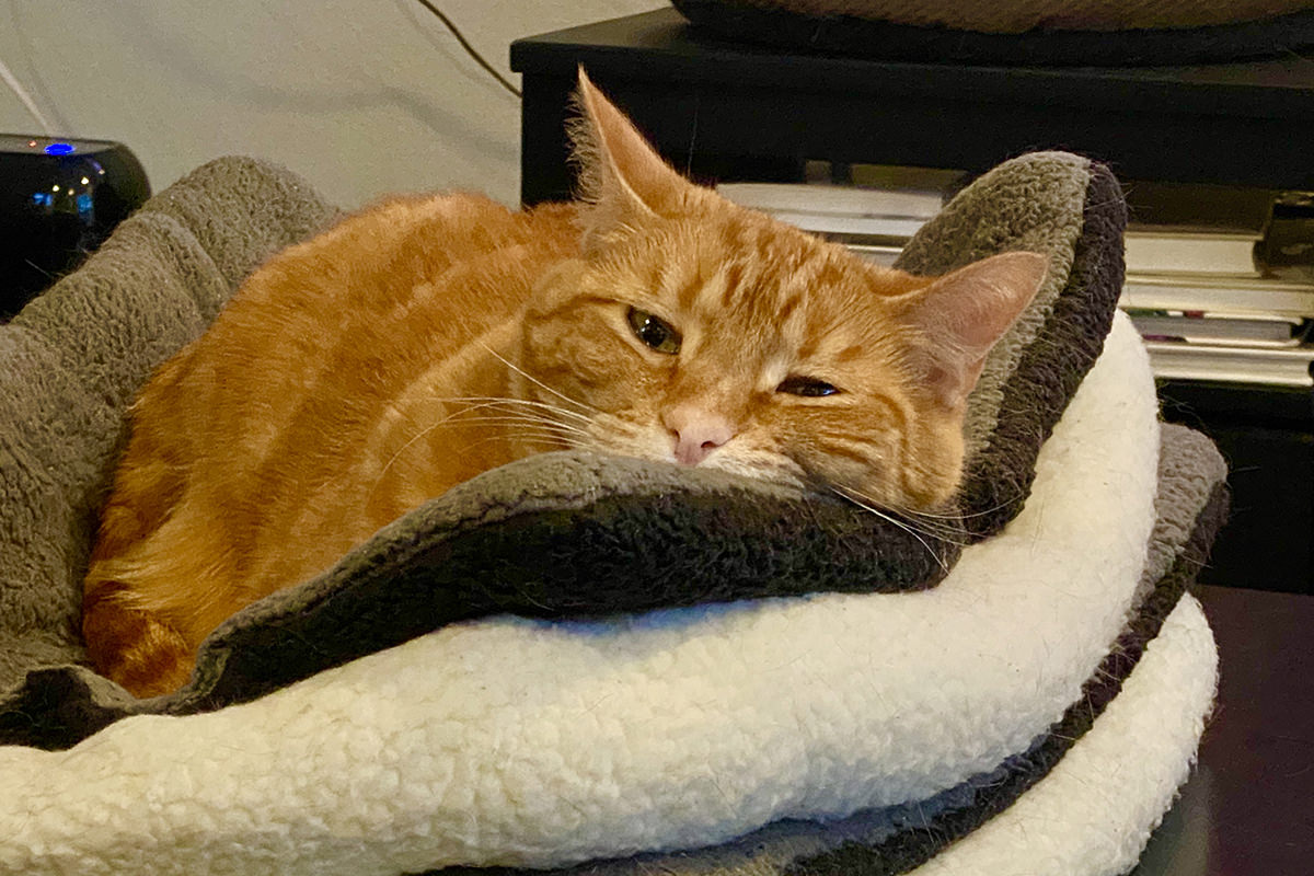 Jenny from a different angle in her double-stacked kitty bed looking grumpy.