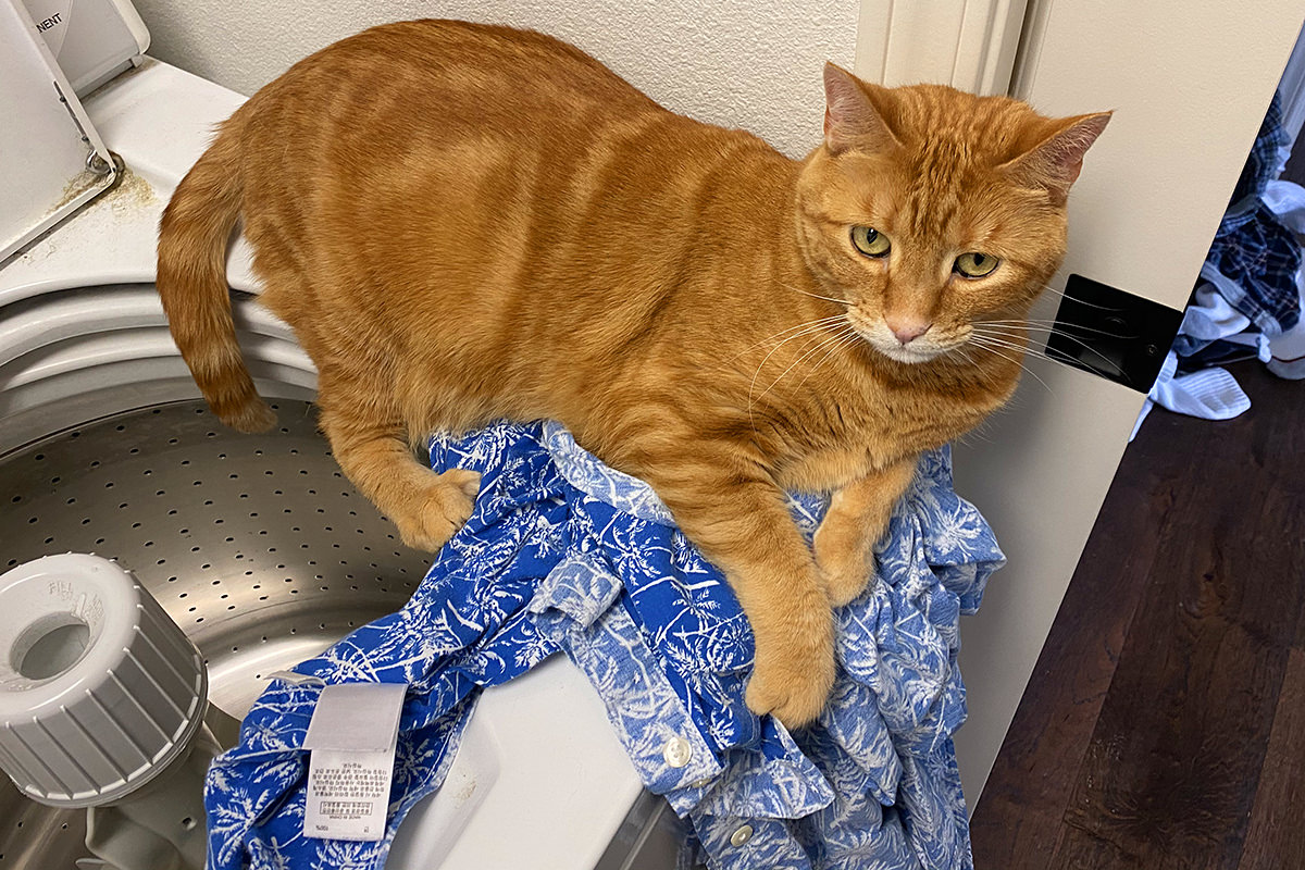 Jenny laying on my wet shirt on top of the washing machine, her claws sunk into it.