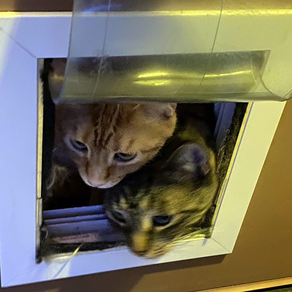 Jake and Jenny adorably trying to squeeze through a small kitty-sized door at the same time.