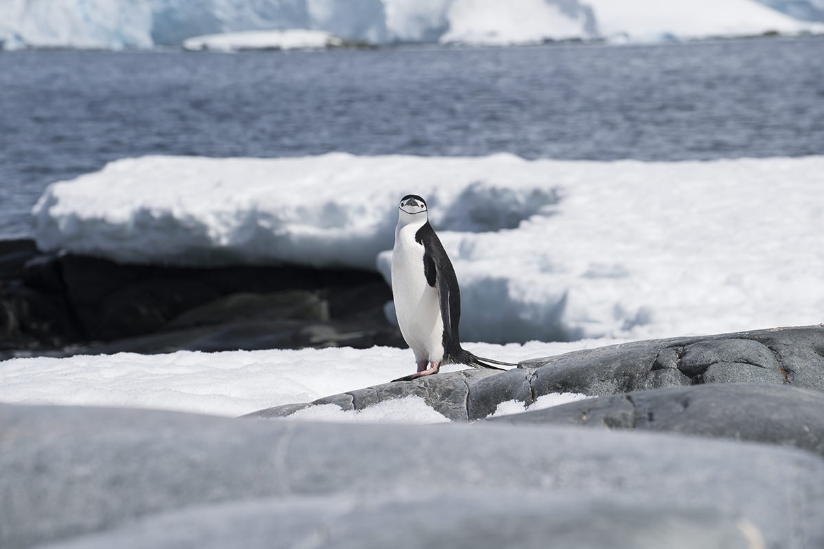 Penguin checking me out.