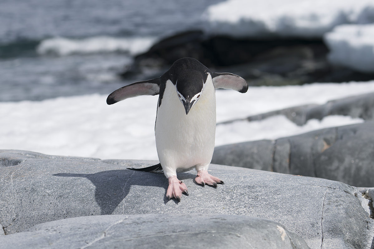 Penguin navigating rocks to come see me.