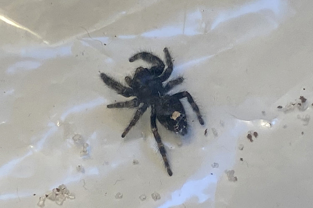 A little spider in a Ziploc with grains of sugar from my chocolate grahams.