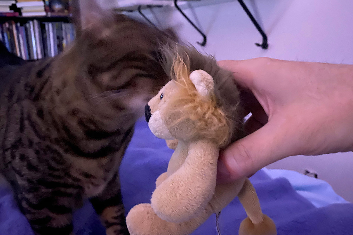 I am holding Mufasa out to Jake, who is grabbing his toy in a blur.