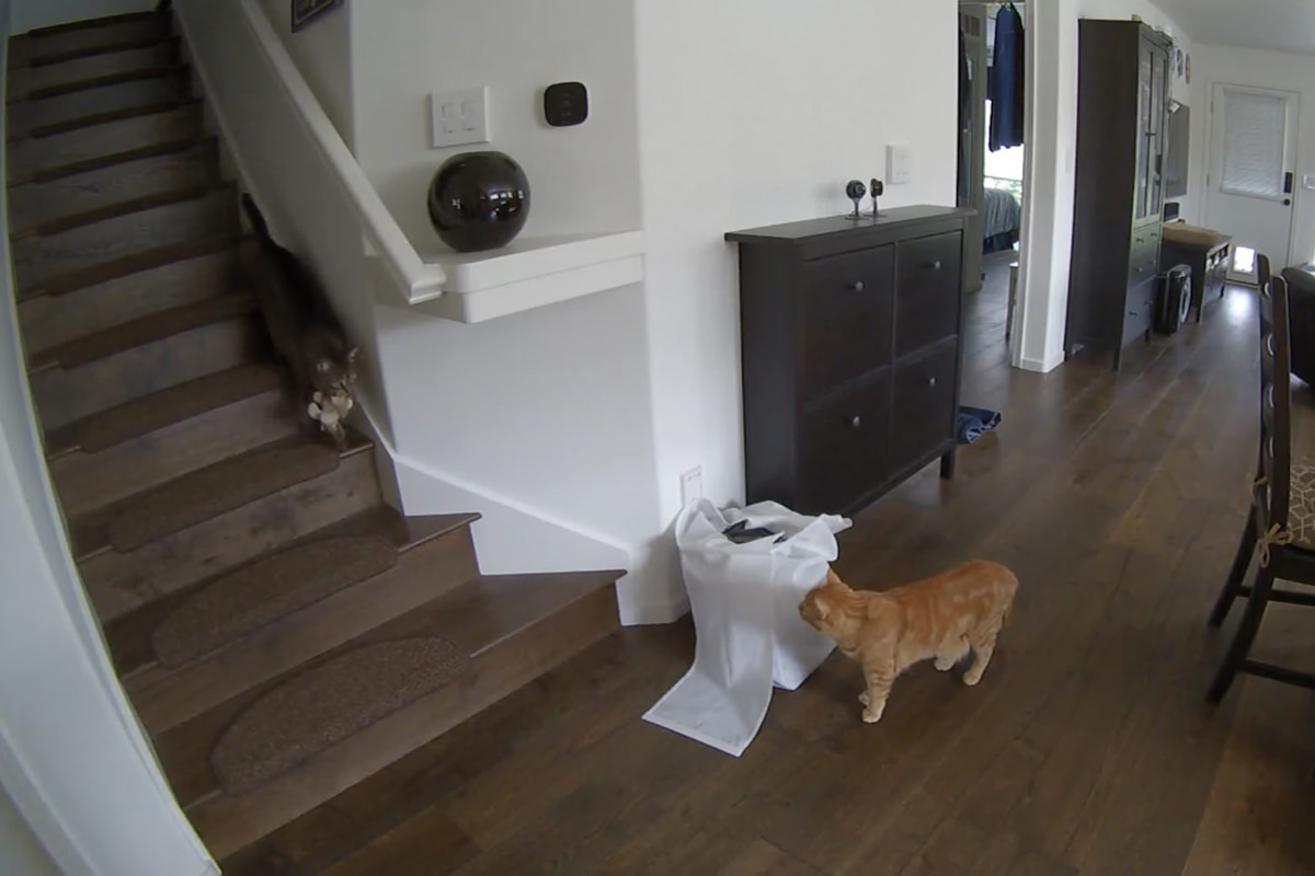 Jake coming down the stairs with a toy lion in his mouth while Jenny waits for him at the bottom of the stairs.