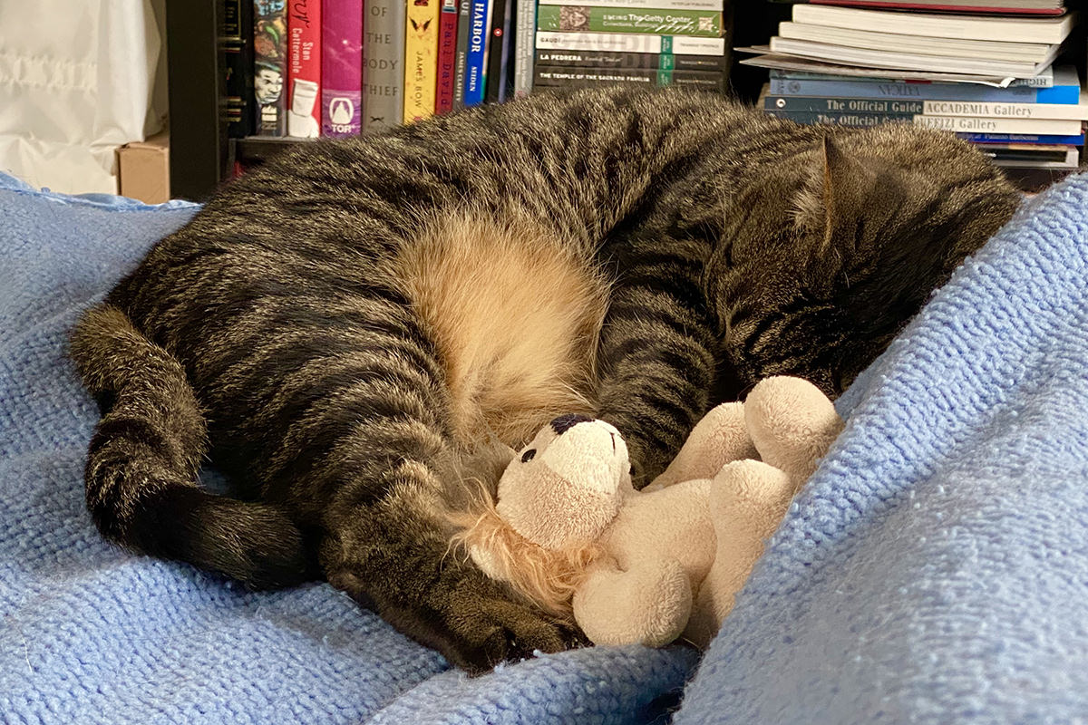 Jake curled up sleeping with Mufasa next to my feet I'm working in bed.