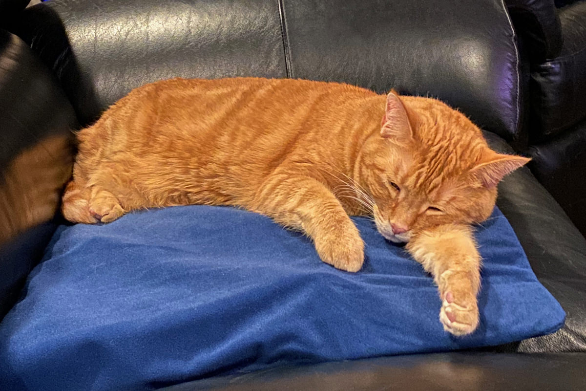 Jenny sleeping on her heating pad.