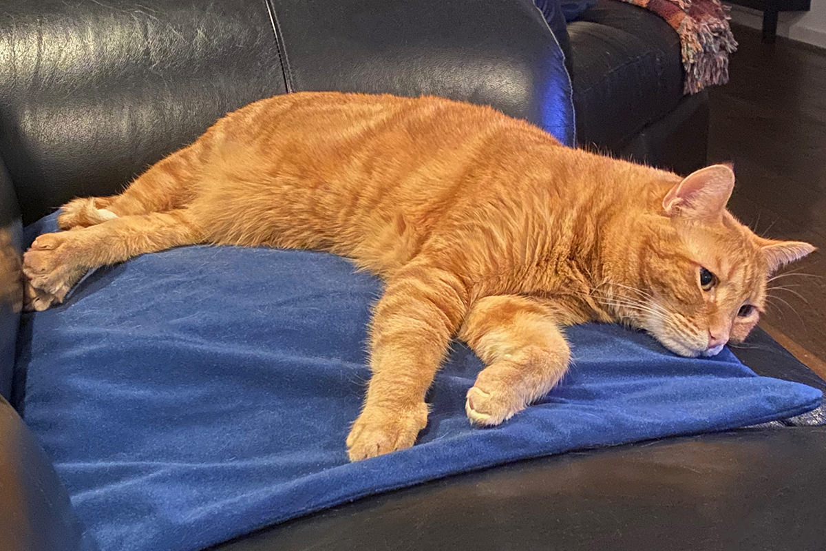 Jenny laying on her heating pad.