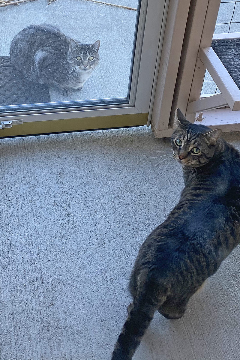 Jake looking out the screen door of the catio at Fake Jake who's there looking inside.