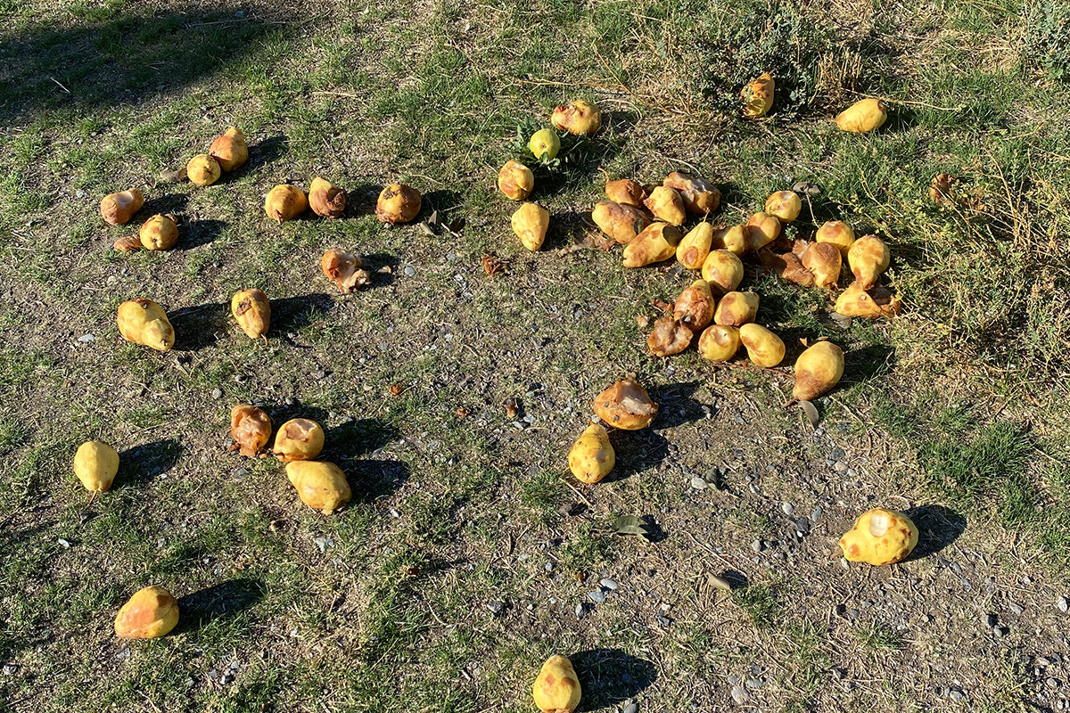 Rotten pears laying in a field.