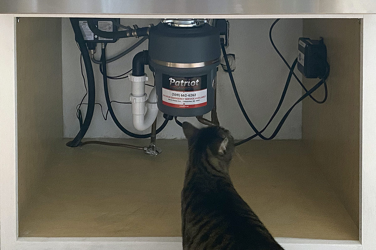 Jake the Cat inspecting the mass of wires and hoses under my sink.