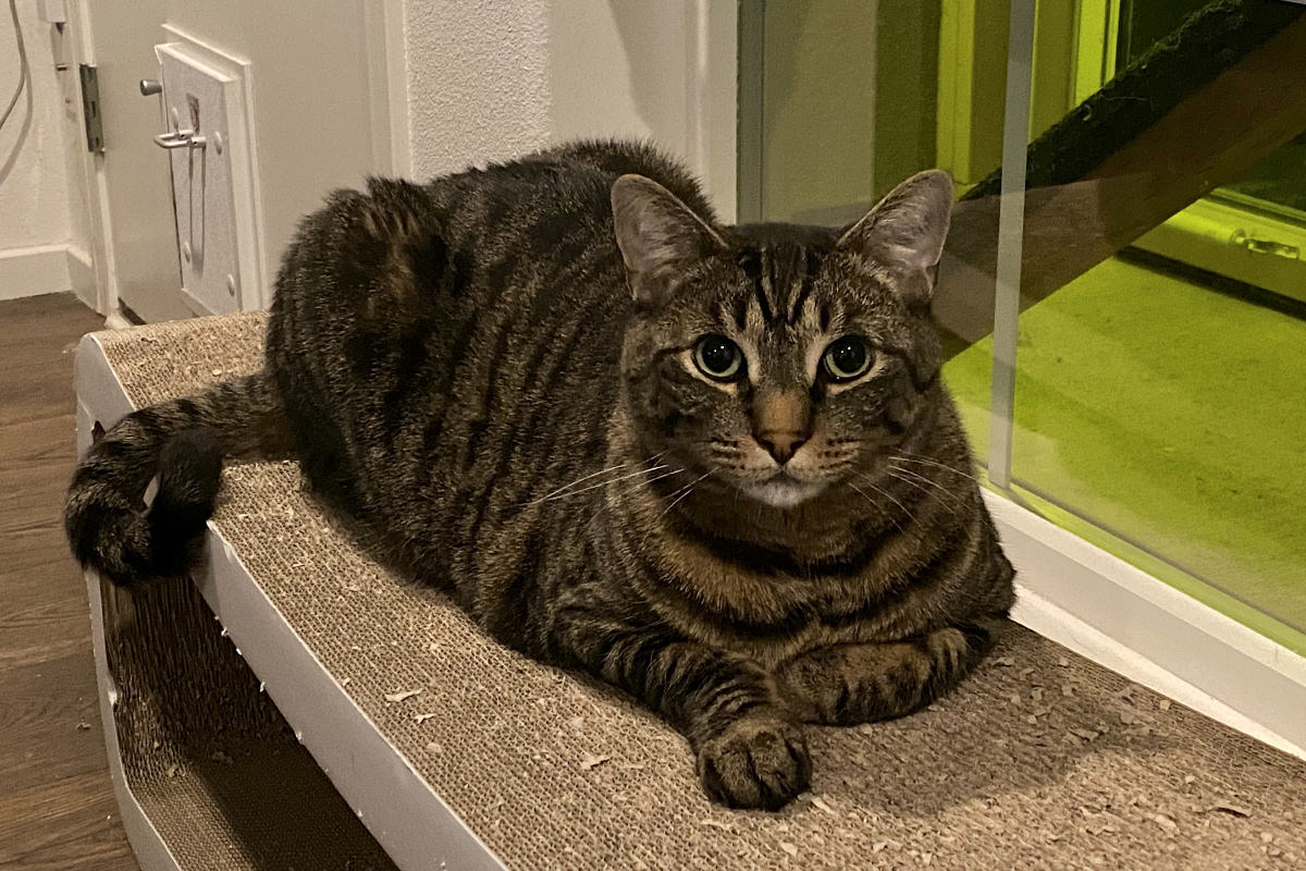 Jake sitting on the cat lounger so he can see out the window.