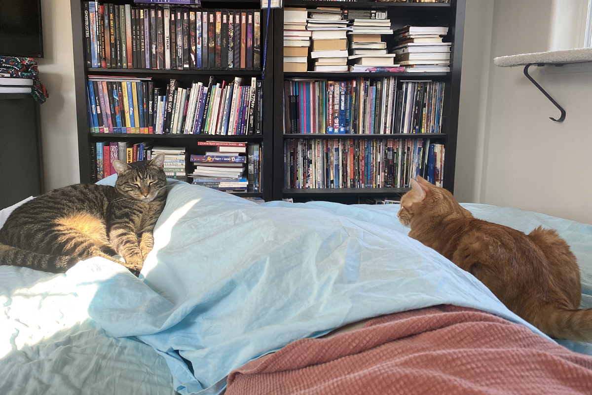 Jake and Jenny laying next to me on the bed.