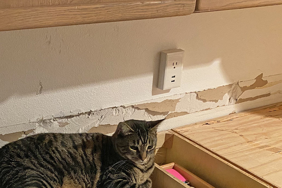 Jake the Cat sitting in front of huge chunks torn out of my kitchen wall.