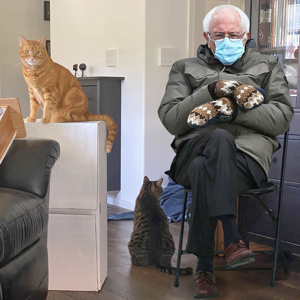 Bernie Sanders sitting in a folding chair with a mask and gloves in my living room while my cats Jake and Jenny are sitting nearby.