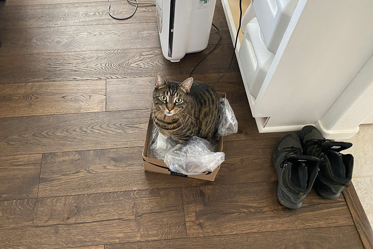 Jake sitting in his box at the bottom of the stairs.