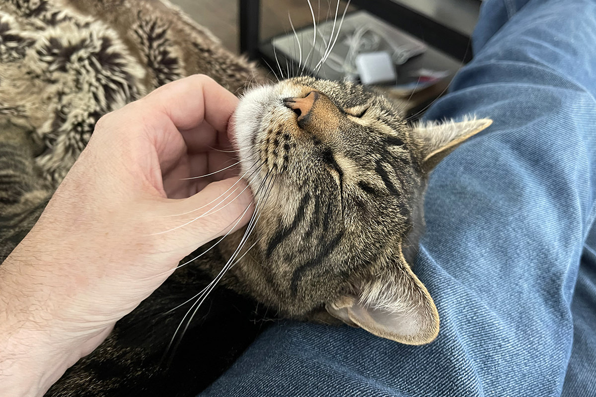 Jake getting chin scratches while laying next to me on the couch.