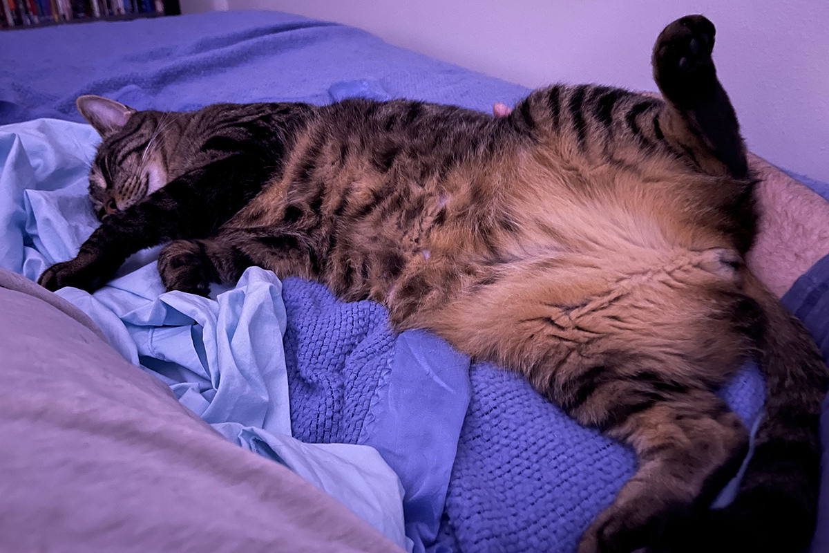 Jake flopped next to me in bed, his belly exposed and waiting for belly rubs.