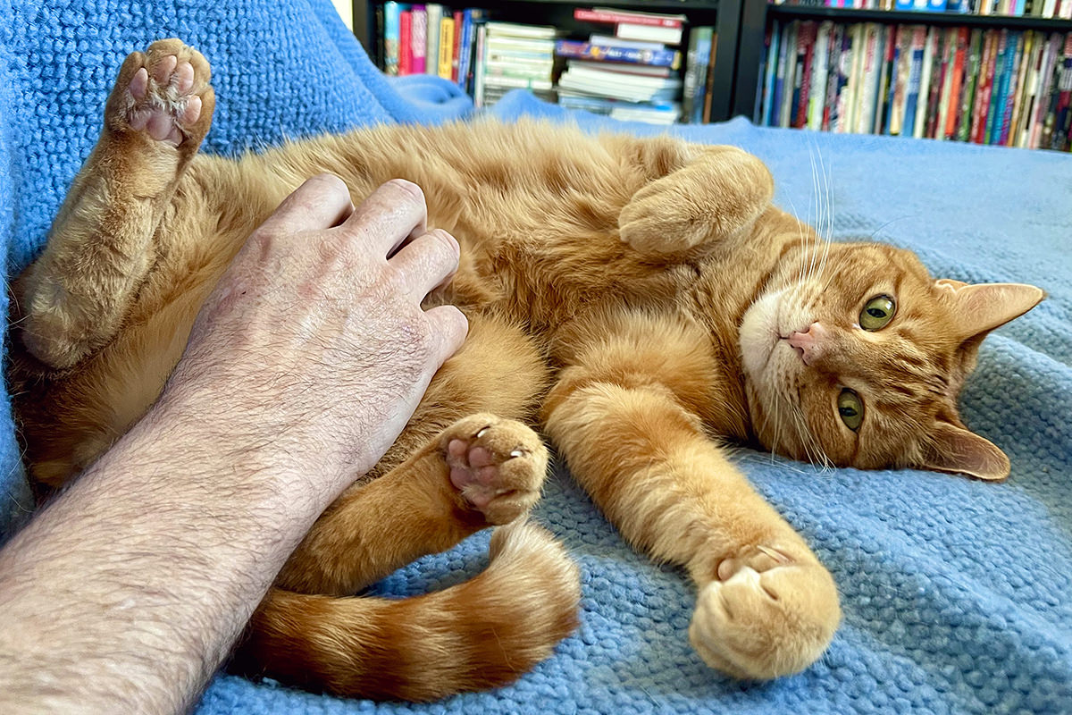 Jenny flopped over on her side getting belly rubs and looking adorable.