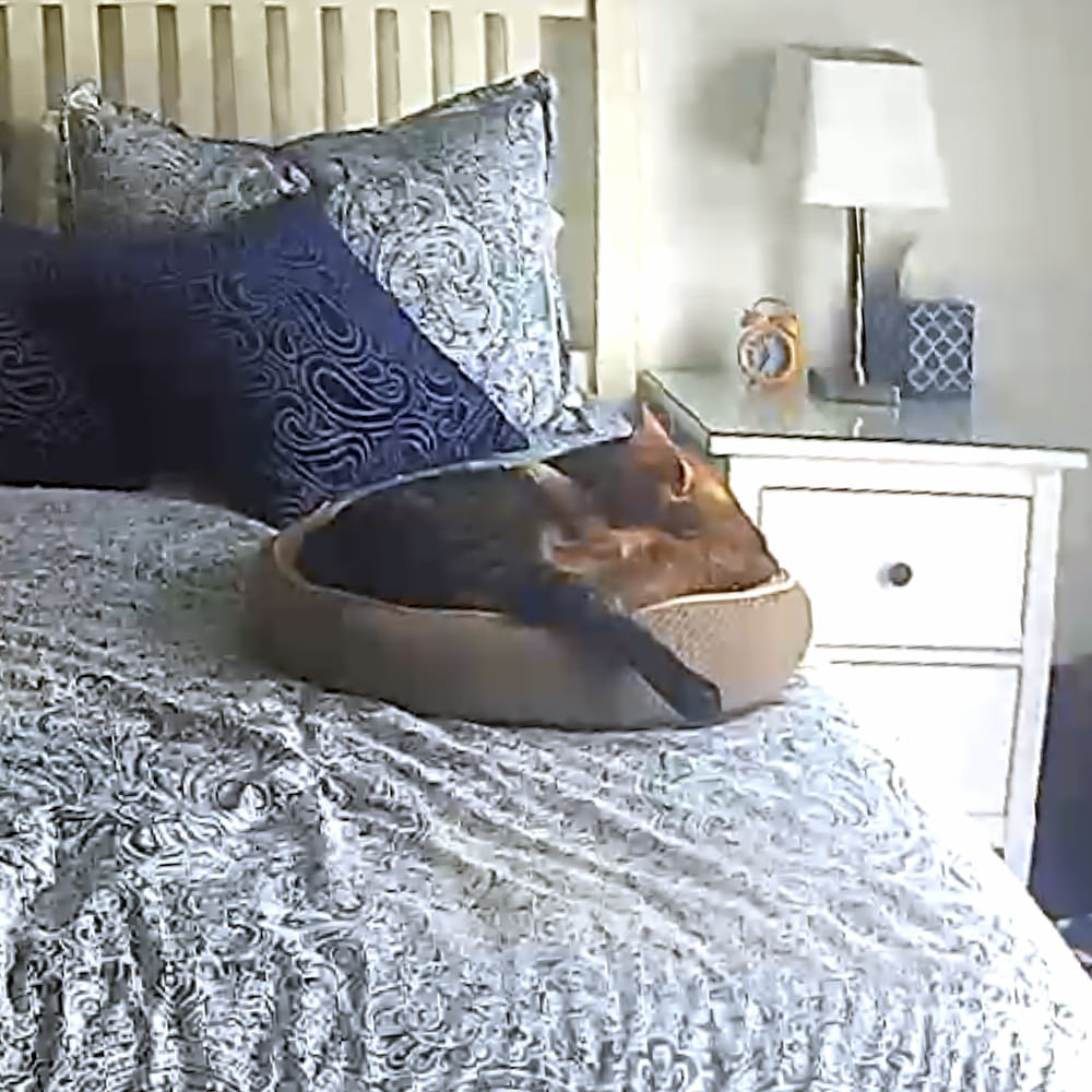 Jake and Jenny cuddling up together in a small cat bed via my security camera.