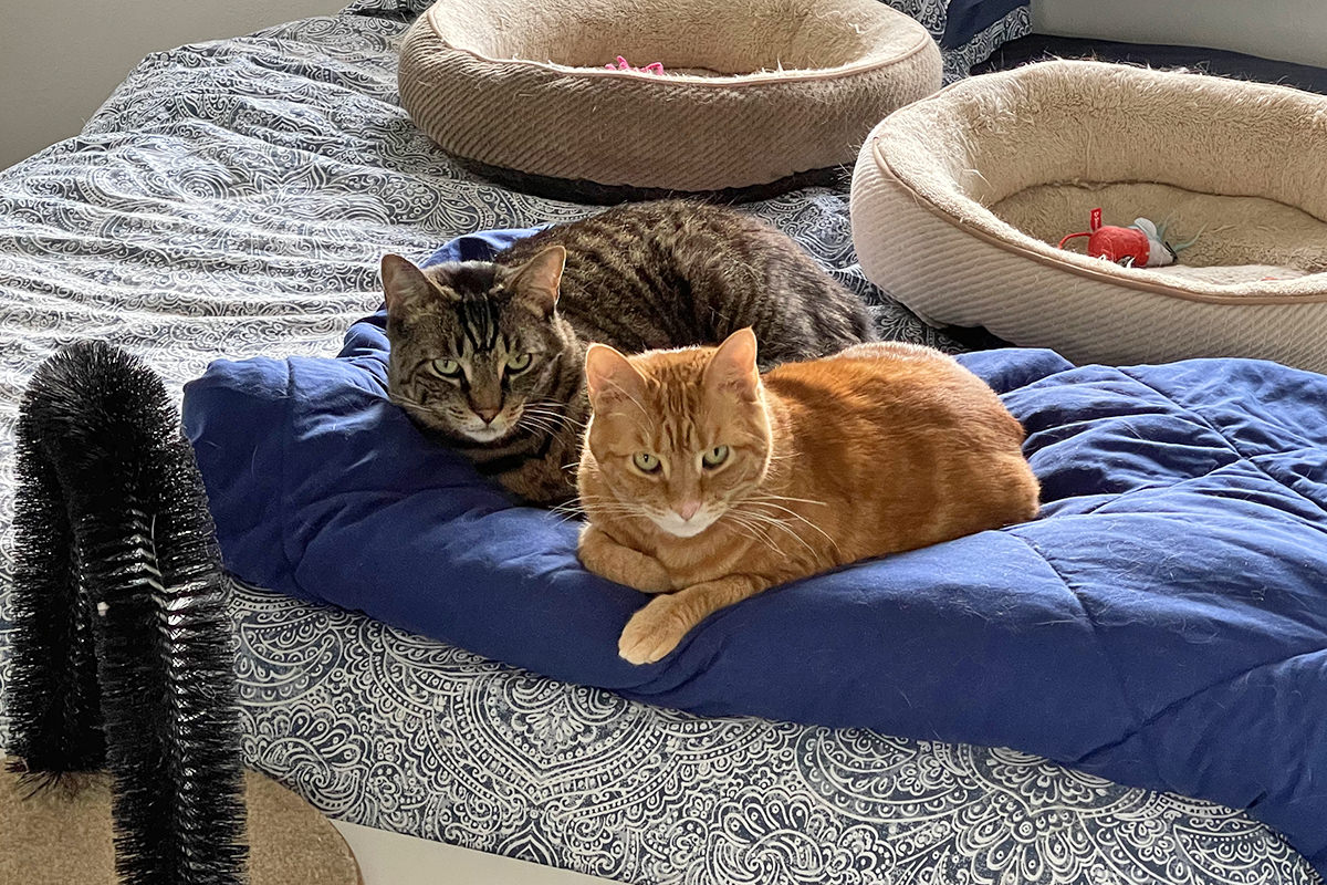 Jake and Jenny sitting on a blanket looking pissed.