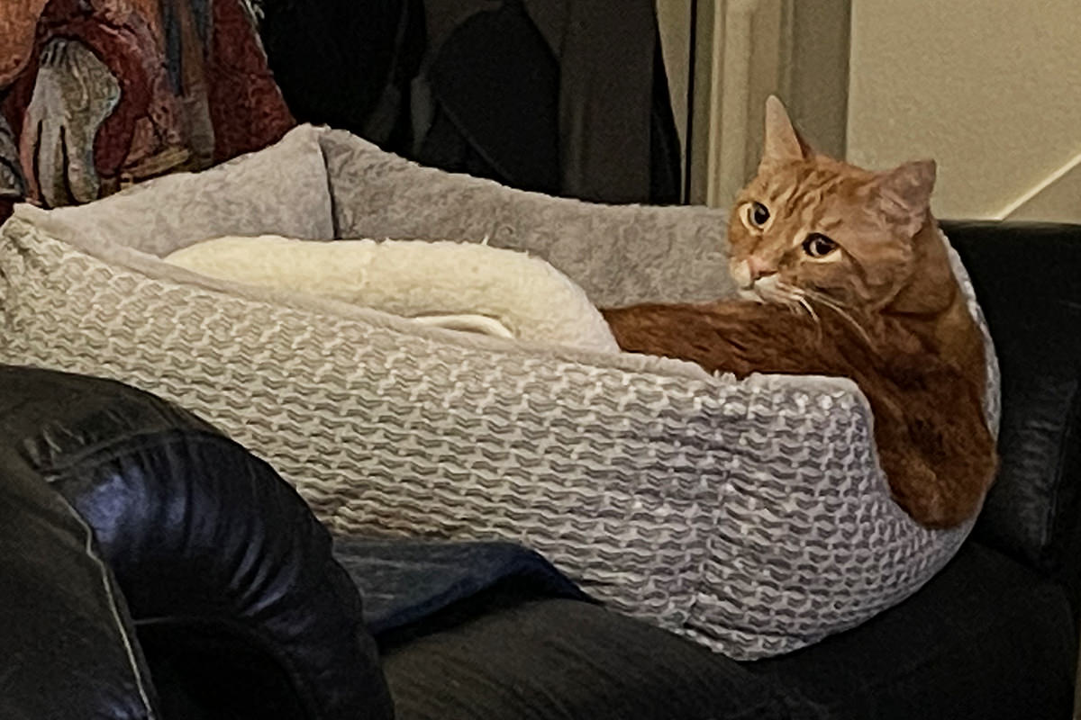 Jenny hanging out of the dog bed.