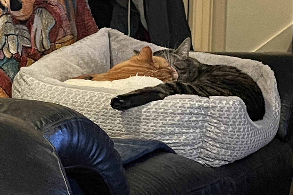 Jake and Jenny sleeping together in the dog bed.