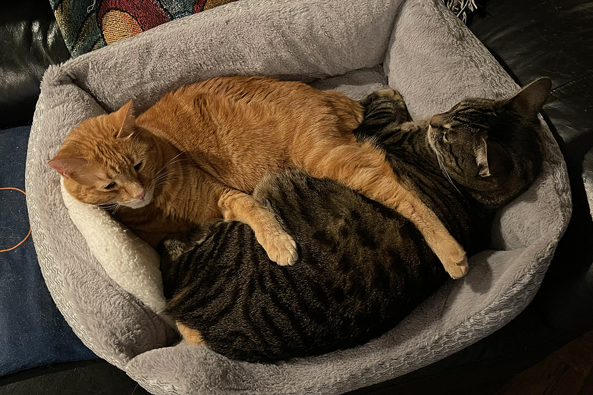 Jake and Jenny sleeping together in the dog bed.