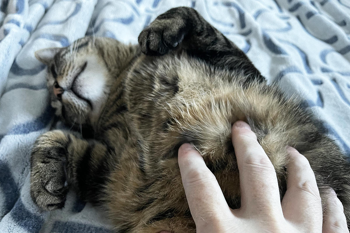 Me rubbing Jake's floofy cat belly.