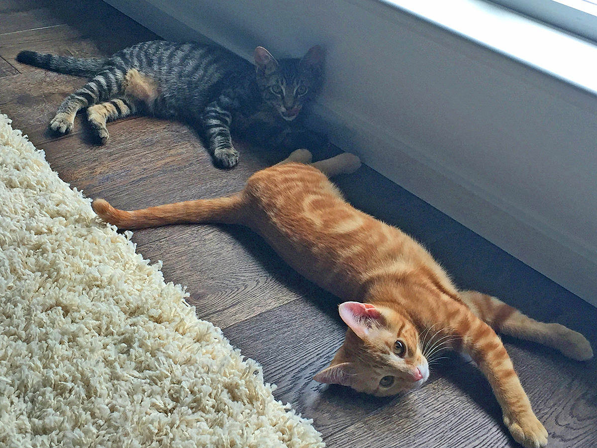 Jake and Jenny laying on the hardwood floor right next to a fluffy shag carpet.