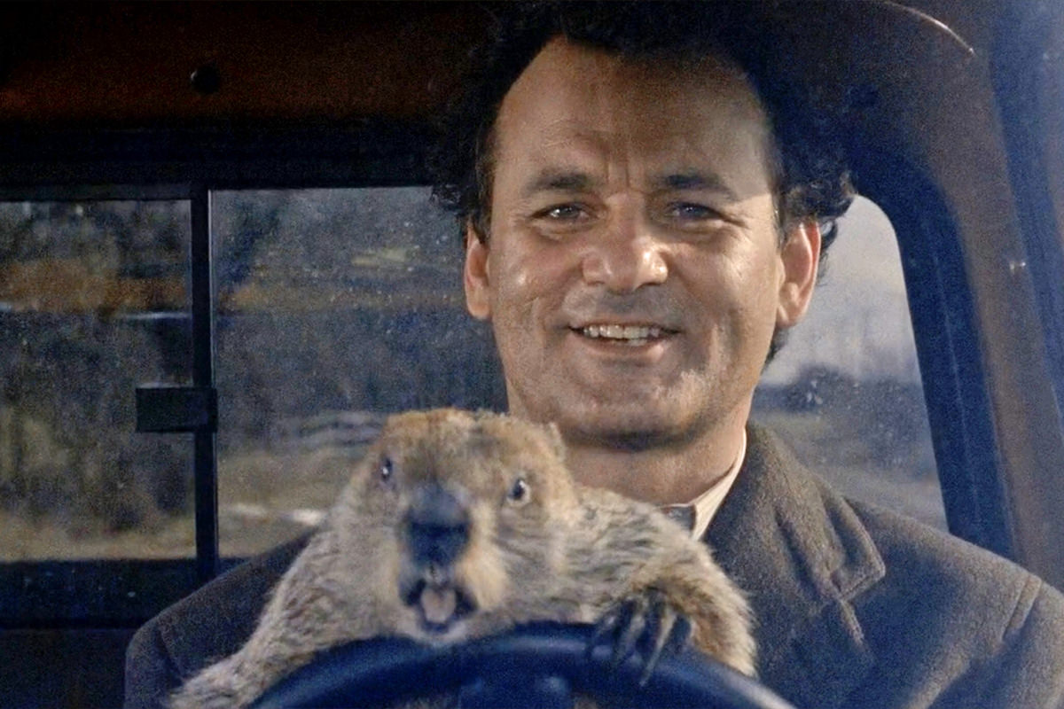 Don't drive angry, groundhog! Don't drive angry.