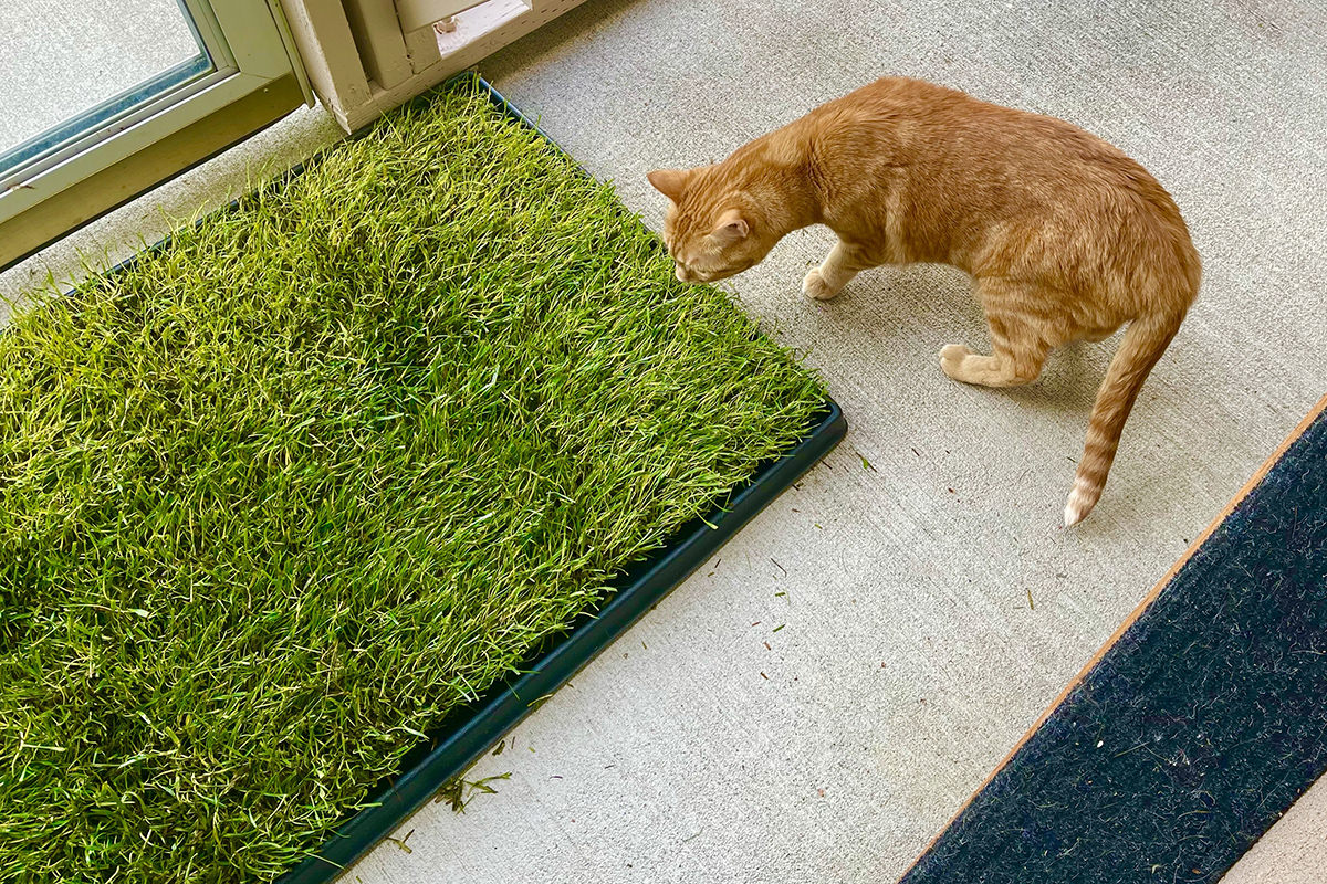 Jenny investigates the new patch of grass in the catio.