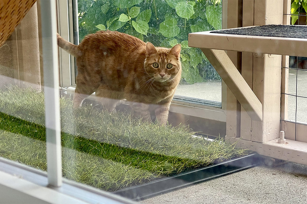 Jenny investigates the new patch of grass in the catio.