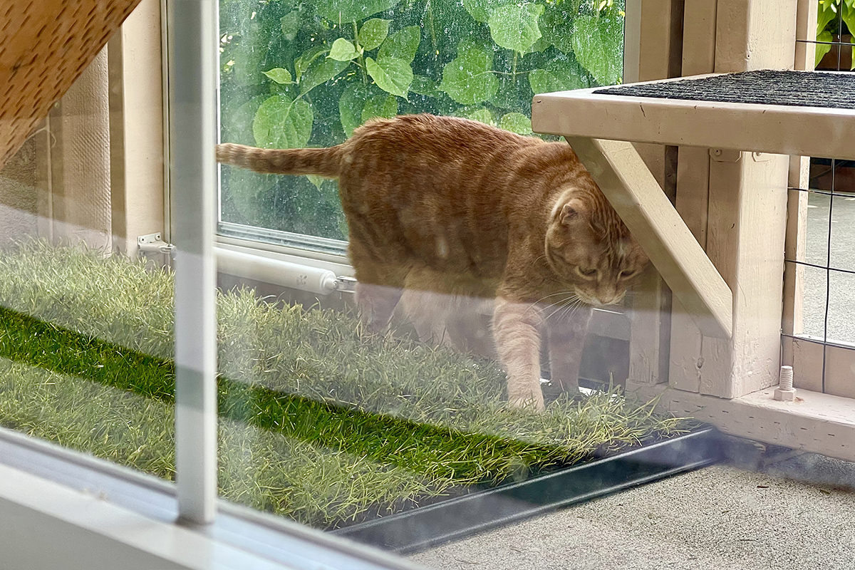Jenny investigates the new patch of grass in the catio.